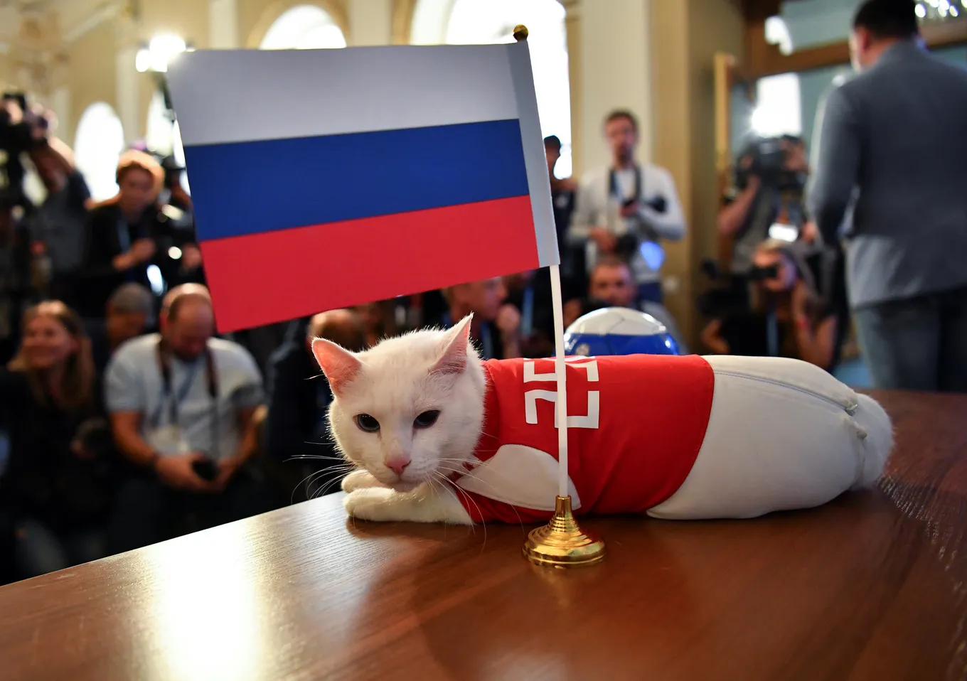 Кот Ахилл
